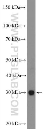 EMX1 Antibody in Western Blot (WB)