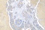 GBX1 Antibody in Immunohistochemistry (Paraffin) (IHC (P))