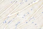 GBX1 Antibody in Immunohistochemistry (Paraffin) (IHC (P))