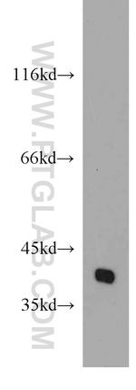 POU4F2 Antibody in Western Blot (WB)