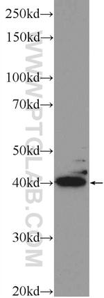 POU4F2 Antibody in Western Blot (WB)