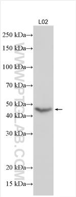 POU4F2 Antibody in Western Blot (WB)