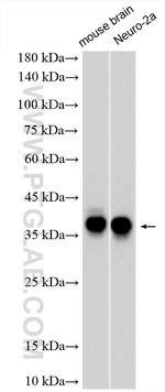 HuC Antibody in Western Blot (WB)