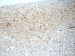 HuC Antibody in Immunohistochemistry (Paraffin) (IHC (P))