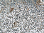 HuC Antibody in Immunohistochemistry (Paraffin) (IHC (P))