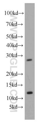 GSX1 Antibody in Western Blot (WB)