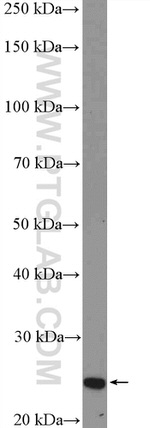 SOX21 Antibody in Western Blot (WB)