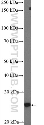 SOX21 Antibody in Western Blot (WB)