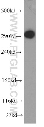 USP9X Antibody in Western Blot (WB)