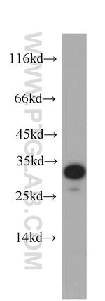 PYCR2 Antibody in Western Blot (WB)