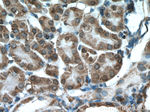 XYLT1 Antibody in Immunohistochemistry (Paraffin) (IHC (P))