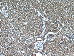 XYLT1 Antibody in Immunohistochemistry (Paraffin) (IHC (P))