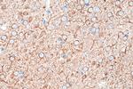 MAP1A Antibody in Immunohistochemistry (Paraffin) (IHC (P))