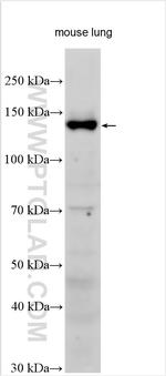Integrin alpha-8 Antibody in Western Blot (WB)