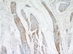 MYH2 Antibody in Immunohistochemistry (Paraffin) (IHC (P))