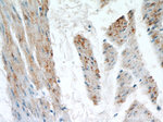 MYH2 Antibody in Immunohistochemistry (Paraffin) (IHC (P))
