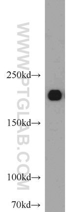 MYH2 Antibody in Western Blot (WB)