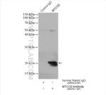 MTCO2 Antibody in Immunoprecipitation (IP)