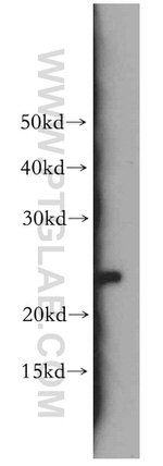 MTCO2 Antibody in Western Blot (WB)