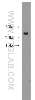MTCO2 Antibody in Western Blot (WB)