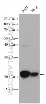 MTCO2 Antibody in Western Blot (WB)