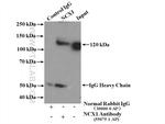 NCX1 Antibody in Immunoprecipitation (IP)
