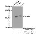 MTCO3 Antibody in Immunoprecipitation (IP)