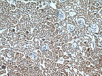 MTCO3 Antibody in Immunohistochemistry (Paraffin) (IHC (P))