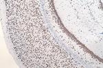DRD2 Antibody in Immunohistochemistry (Paraffin) (IHC (P))