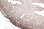 APBA1 Antibody in Immunohistochemistry (Paraffin) (IHC (P))
