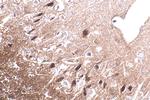 APBA1 Antibody in Immunohistochemistry (Paraffin) (IHC (P))