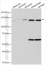 APBA1 Antibody in Western Blot (WB)