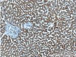 CYTB Antibody in Immunohistochemistry (Paraffin) (IHC (P))