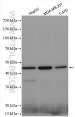 CYTB Antibody in Western Blot (WB)