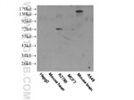 Frizzled 8 Antibody in Western Blot (WB)
