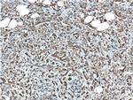 CDK3 Antibody in Immunohistochemistry (Paraffin) (IHC (P))