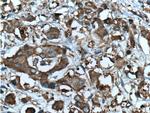 CDK3 Antibody in Immunohistochemistry (Paraffin) (IHC (P))