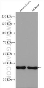 CDK3 Antibody in Western Blot (WB)