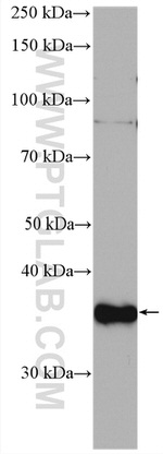 CDK3 Antibody in Western Blot (WB)