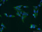 MAGEA1 Antibody in Immunocytochemistry (ICC/IF)