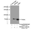 MEKK2 Antibody in Immunoprecipitation (IP)