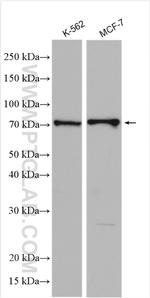 MEKK2 Antibody in Western Blot (WB)
