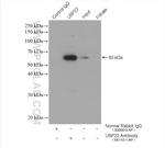 USP22 Antibody in Immunoprecipitation (IP)