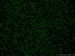 EGR1 Antibody in Immunohistochemistry (PFA fixed) (IHC (PFA))