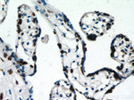 EGR1 Antibody in Immunohistochemistry (Paraffin) (IHC (P))