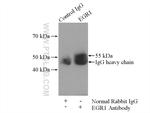 EGR1 Antibody in Immunoprecipitation (IP)