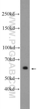 EGR1 Antibody in Western Blot (WB)