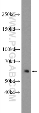EGR1 Antibody in Western Blot (WB)