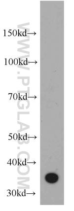 CD336 Antibody in Western Blot (WB)