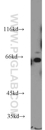 WEE2 Antibody in Western Blot (WB)